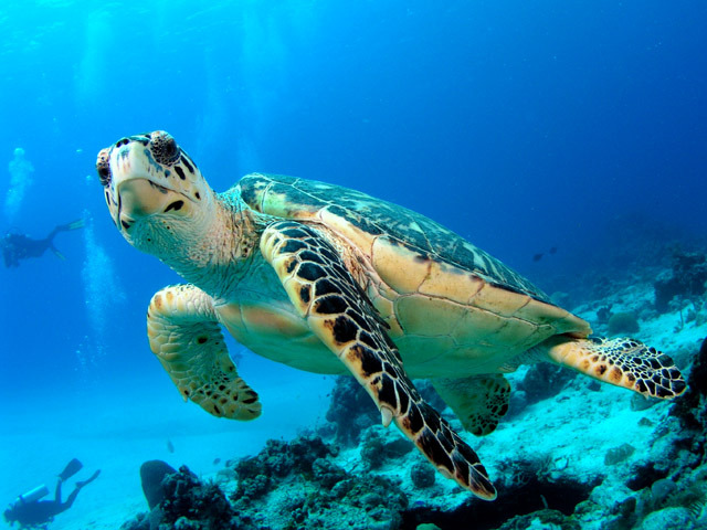 Under water endangered animals - endangered species